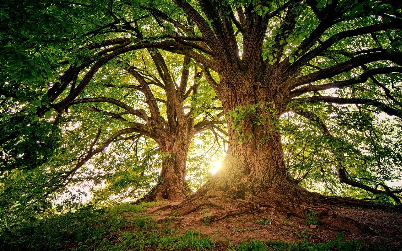 Giornata Alberi