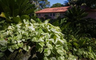 BRAZIL UNESCO HERITAGE epa09371071 A view of plants in the Roberto Burle Marx Site Gardens in Rio de Janeiro, Brazil, 26 July 2021 (issued 27 July 2021). The Burle Marx Site, the Brazilian botanical garden that has one of the largest collections of tropical and subtropical plants in the world, is said to be ready to meet the curiosity that it will generate globally after being recognized on 27 July as a new Unesco World Heritage Site. The 23rd World Heritage Site of Brazil is a country house on the outskirts of Rio de Janeiro, with an area of 405,325 square meters, which the renowned Brazilian landscaper Roberto Burle Marx (1909-1994) bought in 1949 and turned into his garden private botanist and in a 'laboratory' of experiences in landscaping that served as the cradle of the modern tropical garden. EPA/Andre Coelho