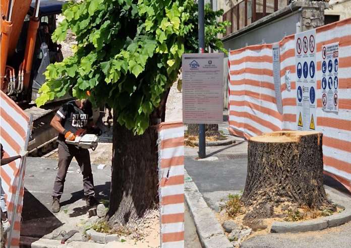 Avezzano, Motoseghe in azione a Via Mazzini – La Città Giardino è solo un ricordo - SITe.it - NEWS110