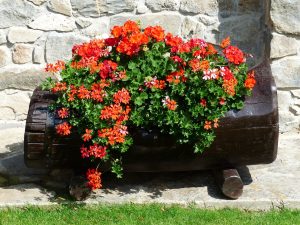 Come scegliere fioriere, piante e vasi per allestire - Proiezioni di borsa