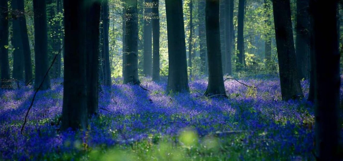 Bonus verde 2022/ Agevolazioni su interventi green, a chi spetta e come ottenerlo - Il Sussidiario.net