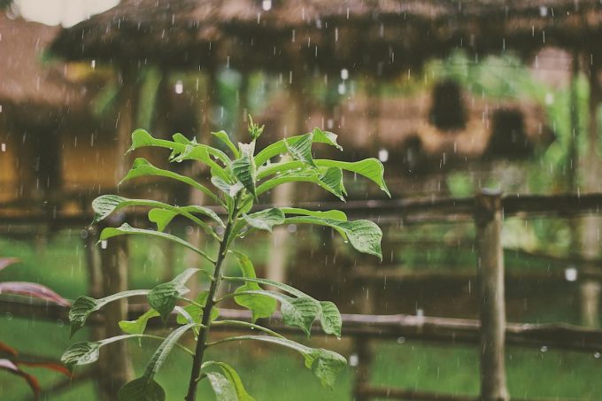 Acqua piovana, l'oro blu del cielo: come raccoglierla e usarla | WiseSociety - Wise Society