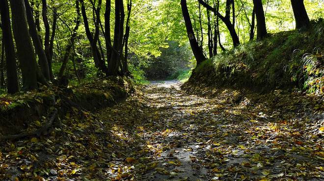 Gal del Ducato, quasi un milione di euro per le imprese agricole e filiera del bosco - piacenzasera.it - piacenzasera.it