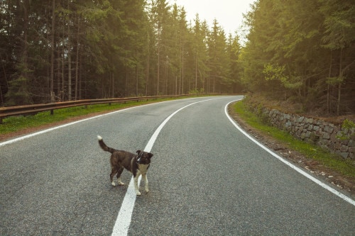 Investe e uccide un cane con la moto, i vigili multano il padrone - InMoto