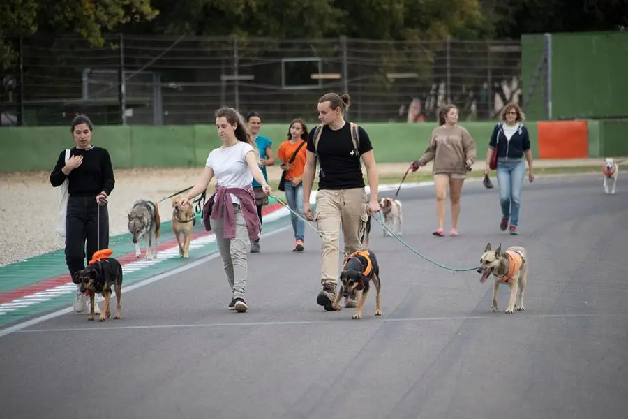 Bonus animali domestici: niente 900 euro per i proprietari di cani e gatti. Salta il provvedimento - il Resto del Carlino