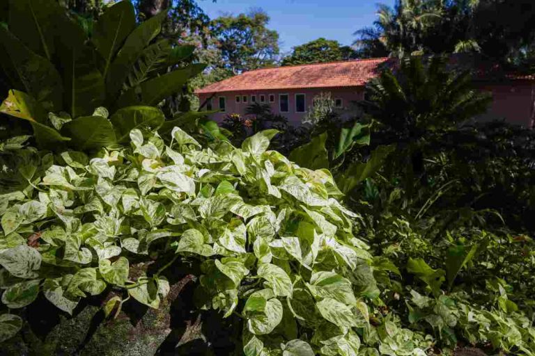 bonus per il giardino