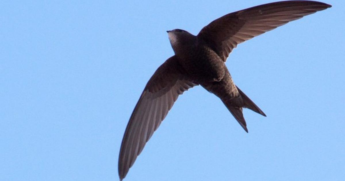 Nidi artificiali per i rondoni installati in sette palazzine di Trieste