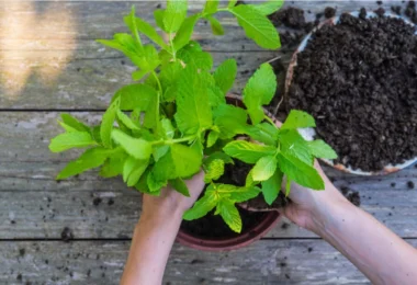 Dopo 7 anni finisce il Bonus Verde: tutte le opportunità e le alternative - Io Donna