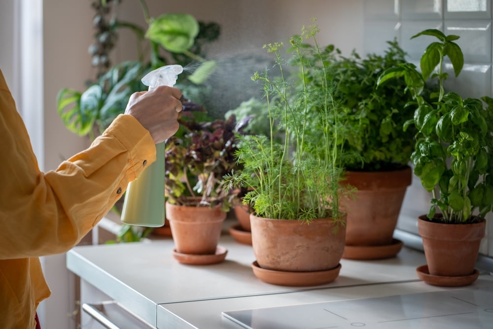 Bonus Verde 2025: cosa cambia e come recuperare le spese sostenute? - MypersonalTrainer